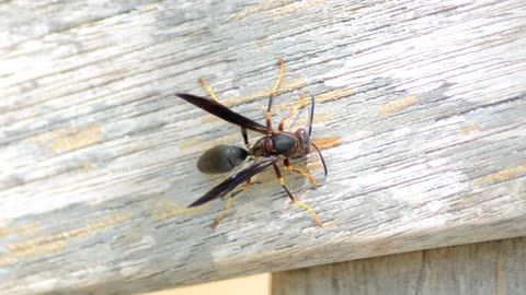 Metricus paper wasp collecting nest materials on wood