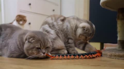 대왕 지네를 본 고양이의 반응 Cats' Reaction to a Giant Centipede [SURI&NOEL CAT's STORY]