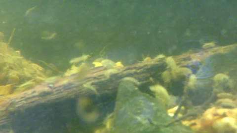 large freshwater Amphipods gammarus pulex shrimp scud are blooming live food