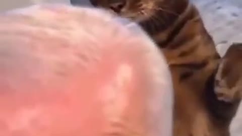 A lovely cat hits Biden's head (pleasure time)