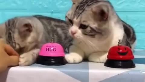 cute cats having food