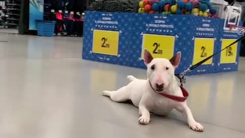 dogchallenge#cane#cachorros#bullterrier