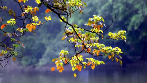 "Serene Rainy Day: Embracing Nature's Beauty Under the Canopy of Trees"