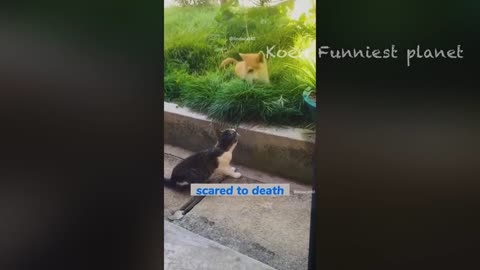 Funny Dogs And Cats Videos 2023 😅 - Best Funniest Animal Videos Of The Month 🥰👌 #1