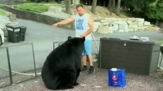 HUGE Black Bear Tries to Crash BBQ