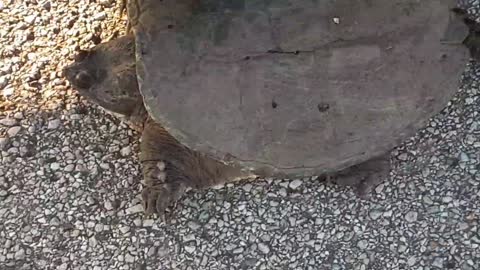 Snapping turtle Must Not