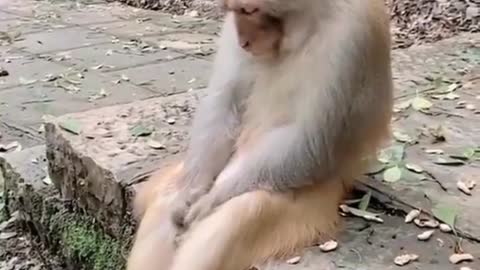 Sed monkey thief (looks this amezing vedio)