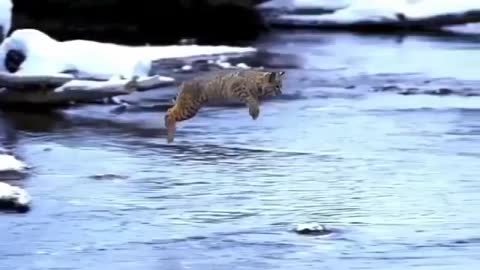 Bobcats video