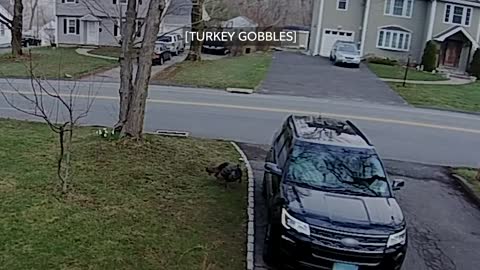 funny moment man running from turkey