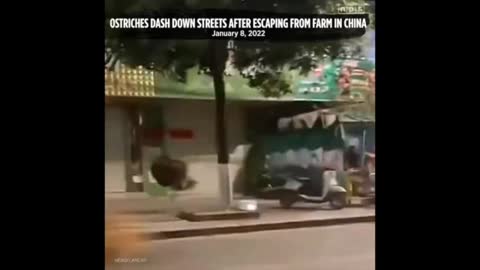 Ostriches Storm The Streets of China