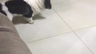 Fluffy white and black dog playing with black bug on tile floor