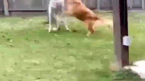Dog playing with kangaroo