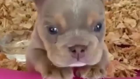 Very cute pitbull puppy barking