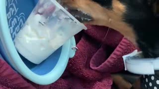 Puppy gets her first puppy latte