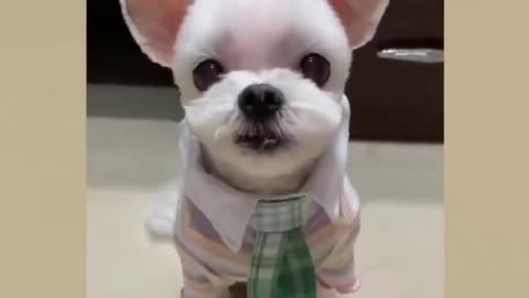 Incredible ; puppy dressing up, watch this video