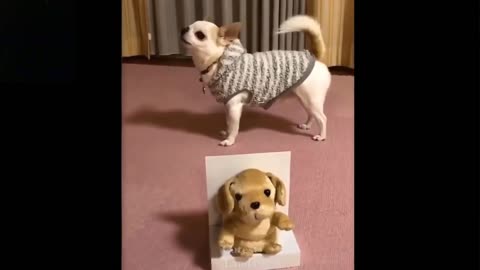 Cute And Funny Pets