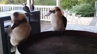 Kookaburra Snack Time