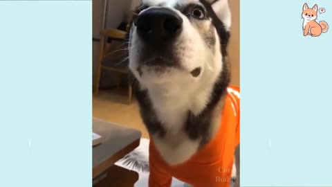 🤣Funny Dog Videos 2021🤣 🐶 It's time to LAUGH with Dog's life #14 | Cute Buddy