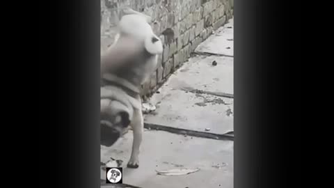 Pug life funny videos