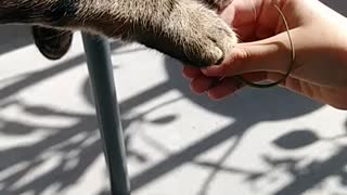 Green Anole meets Cat