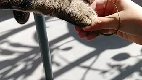 Green Anole meets Cat