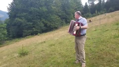 Cow Loves Accordion