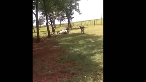 Goat headbutts cow to death.