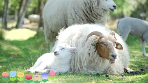 The little lamb has been lying beside the mother sheep, what a beautiful picture