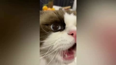 funny cute baby cats try not to laugh