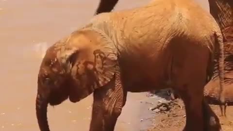 Elephent funny video