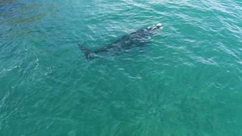 Different Species of Whales Swimming Underwater & Surfacing