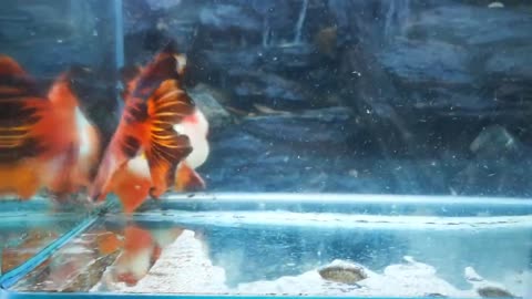 The most beautiful Oranda Goldfish-13