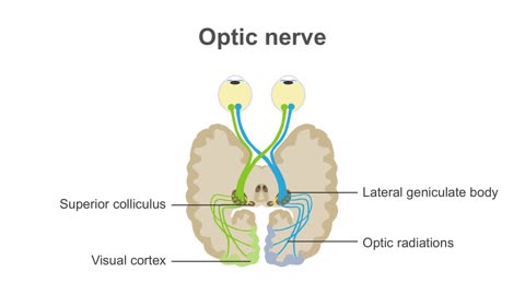 Clinical Neurology Essentials 4.Evaluating the function of cranial nerves I and II