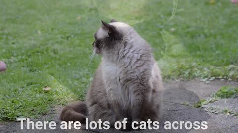 3 Cat Facts That'll Blow Your Mind