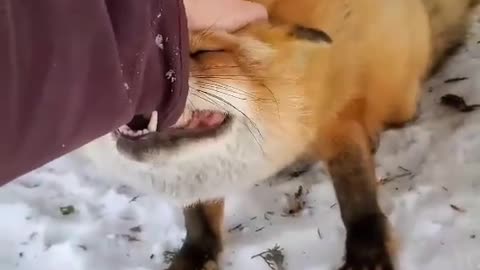 The girl rescue baby fox