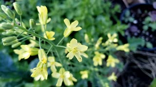 Full Bloomed Kale flowers in vegetable garden 2024