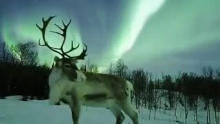 Reindeer posing under an aurora