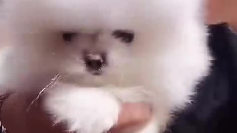 Cute Teacup Puppy Bathing and Grooming - Pet lovers