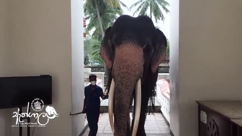 Sri lankan elephant in Kandy