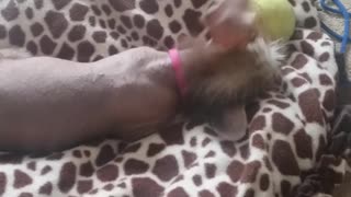 Paul's Chinese Crested Puppy Playing with a Ball Part 2