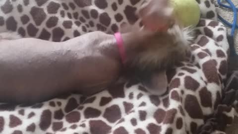 Paul's Chinese Crested Puppy Playing with a Ball Part 2