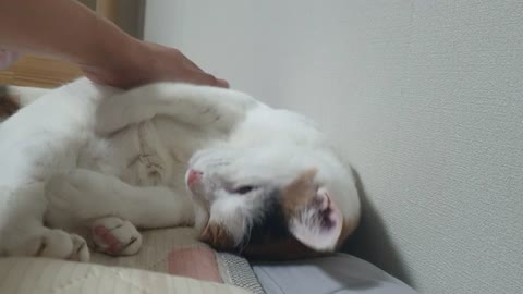 Patting a cute cat on the bed.