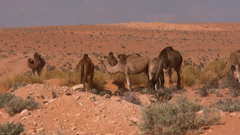 Dromedary Animal Sand Sahara