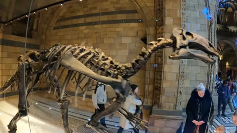 Love these dinosaurs. Natural history museum.London 7th Nov 2022