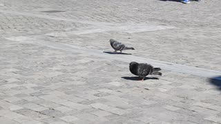 Pigeon in Athens