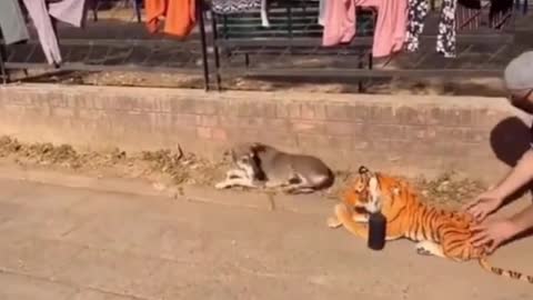 Prank dog with tiger doll so funny 2021 . Funny sound