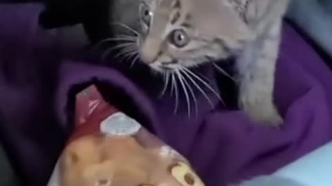 Animals Rescue little kittens so cute