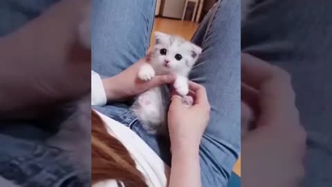 FUNNY AND CUTE CATS. Compilation