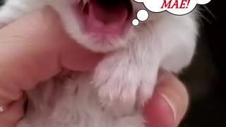 cute cats askingcute cats asking for food | @PETS S.A #shorts