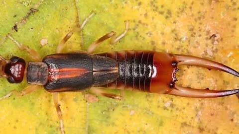 How Bizzare The Extinct The Saint Helena Giant Earwig Is!
